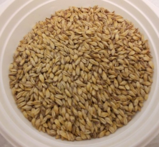 Slad Karamel pils
